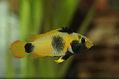 Panda dwarf cichlid (Apistogramma nijsseni) female in profile in aquarium