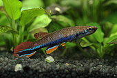 Male Blue striped Rivulus (Laimosemion xiphidius) in aquarium