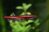 Coral red pencilfish (Nannostomus mortenthaleri). Parade of two males in an aquarium