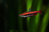 Coral red pencilfish (Nannostomus mortenthaleri) in an aquarium