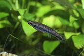 Blue Striped Rivulus (Laimosemion xiphidius) female in aquarium