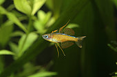 Male Paskai blue eye (Pseudomugil paskai) on parade in aquarium