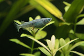 Japaese rice fish (Oryzias latipes). Female Oryzias platinium Médaka with egg cluster in aquarium
