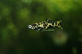 Dusky millions fish (Phalloceros caudimaculatus) male in aquarium