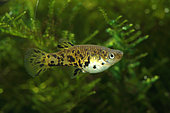 Dusky millions fish (Phalloceros caudimaculatus) female in aquarium