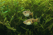 Dusky millions fish (Phalloceros caudimaculatus) females in aquarium