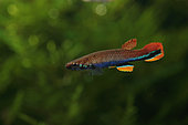 Male Blue striped Rivulus (Laimosemion xiphidius) in aquarium