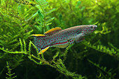 Killifish (Fundulopanchax nigerianus) "Lokoja", male courtship in aquarium