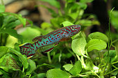 Emerald aphyosemion (Fundulopanchax scheeli) male in aquarium