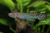 Emerald aphyosemion (Fundulopanchax scheeli) male in aquarium