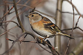 Brambling (Fringilla montifringilla) close-up profile on a branch, Alsace, France
