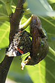 Insects and butterfly on a ripe fig.Red admiral (Vanessa atalanta), Greenbottle (Lucilia caesar) and Rose Chafer (Cetonia aurata) on a very ripe fig, France