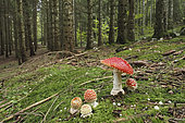 Fly agaric (Amanita muscaris) in a spruce undergrowth, Vercors, France
