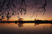 Flooding of the Ried plain at sunset, central Alsace, France