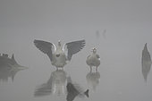 Pair of Egyptian geese (Alopochen aegyptiacus), wings open, in the mist along the Rhine, Alsace, France