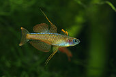 Male Paskai blue eye (Pseudomugil paskai) on parade in aquarium