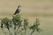 Corn bunting (Emberiza calandra) atop an umbellifer. Danube Delta. Romania