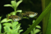 Dusky millions fish (Phalloceros caudimaculatus) females in aquarium