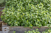 Oregano (Origanum vulgare) in spring