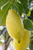 Ripe Lemons 'Lunario' on the tree