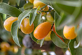 Kumquat (Fortunella margarita)