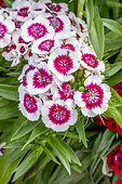 Sweet William (Dianthus barbatus)