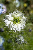 Love-in-a-mist (Nigella damascena) 'Miss Jekyll White'