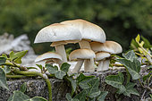 Poplar Fieldcap (Cyclocybe cylindracea) on Black poplar (Populus nigra) stump, Gers, France