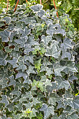 Lierre des bois (Hedera helix) 'Eva'