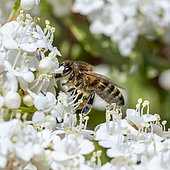 Abeille à miel (Apis mellifera) butinant des fleurs de Viorne tin (Viburnum tinus), Var, France