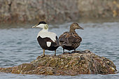 Common Eider (Somateria mollissima), male and female in spring, Spitsbergen, Svalbard Archipelago