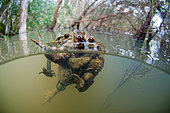 Common toad (Bufo bufo) Mating toads in a pond, city of Valencay, Indre, France