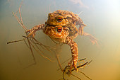 Common toad (Bufo bufo) Mating toads in a pond, city of Valencay, Indre, France