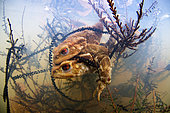 Common toad (Bufo bufo) Amplexus of toads in a pond and egg laying, commune of Valencay, Indre, France
