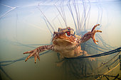 Common toad (Bufo bufo) Amplexus of toads in a pond and egg laying, commune of Valencay, Indre, France