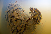 Common toad (Bufo bufo) Amplexus of toads in a pond and egg laying, commune of Valencay, Indre, France