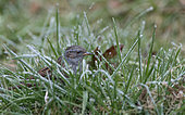 Dunnock (Prunella modularis) looking for seeds in the frosted grass, Vosges du Nord Regional Nature Park, France