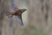 Dunnock (Prunella modularis) in flight, Vosges du Nord Regional Nature Park, France