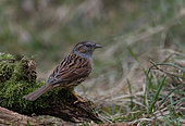 Dunnock (Prunella modularis) posted on a piece of wood, Vosges du Nord Regional Nature Park, France