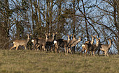 Roe deer (Capreolus capreolus) winter herd in meadows, Vosges du Nord Regional Nature Park, France