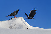 Alpine Chough (Pyrrhocorax graculus) in the snow (digital composition), Samoëns, Alps, France