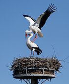 White storks (Ciconia ciconia) mating on the nest, Parc naturel régional de Lorraine, France