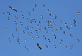 White storks (Ciconia ciconia) in flight with lapwings (Vanellus vanellus), Lorraine Regional Nature Park, France