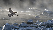 Dipper (Cinclus cinclus) in flight above the morning mist of the torrent, Samoëns, Alps, France