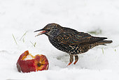 European starling (Sturnus vulgaris) eating an apple in the snow, Vosges du Nord Regional Nature Park, France