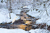 Great Egret (Egretta alba) at the edge of a snow-covered stream, Alps, France