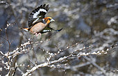 Hawfinch (Coccothraustes coccothraustes) male in flight in snowy undergrowth Parc naturel régional des Vosges du Nord, France