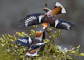Hawfinch (Coccothraustes coccothraustes) 2 males fighting Parc naturel régional des Vosges du Nord, France