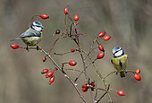 Blue tit (Cyanistes caeruleus) pair on a dog rose (Rosa canina), digital composition, Vosges du Nord Regional Nature Park, France