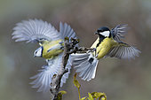 Blue tit (Cyanistes caeruleus) nagged by a great tit (Parus major) Parc naturel régional des Vosges du Nord, France